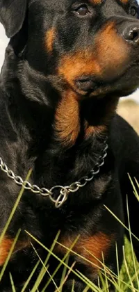 If you're looking for an eye-catching live wallpaper for your phone, consider this Rottweiler-dinosaur hybrid