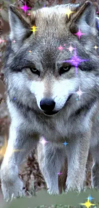 clw_1674029290313 Live Wallpaper