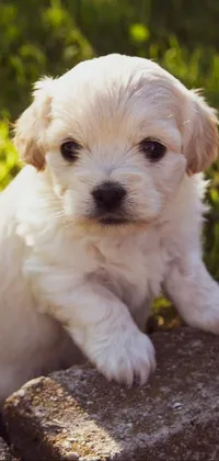 This live phone wallpaper features a cute white dog sitting on a cement block with a picturesque lawn in the background