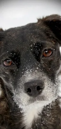 This stunning phone live wallpaper features a close up portrait of a lovable black border collie dog playing in the snow