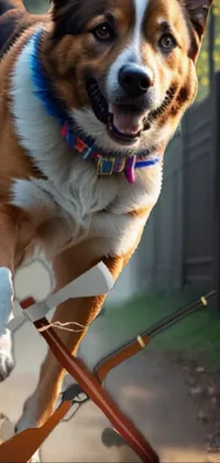 Dog Dog Breed Collar Live Wallpaper