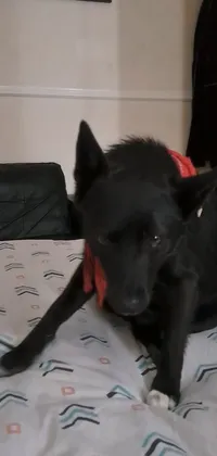 Dog Dog Breed Comfort Live Wallpaper