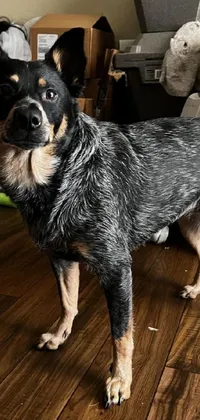 Dog Dog Breed Grey Live Wallpaper