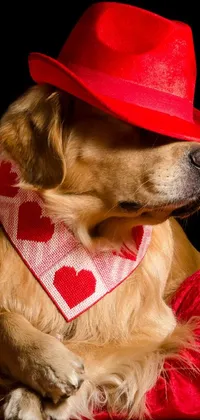 Dog Dog Breed Hat Live Wallpaper