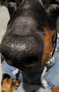 Dog Dog Breed Jaw Live Wallpaper