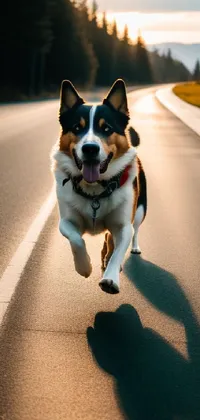 dog running  Live Wallpaper