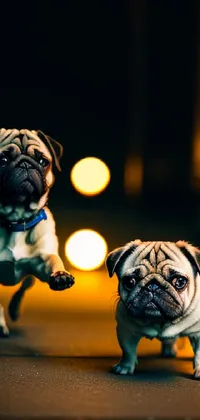 Dog Dog Breed Light Live Wallpaper
