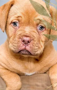 Dog Dog Breed Liver Live Wallpaper