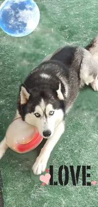This dynamic live wallpaper features an adorable husky dog, with a bright frisbee held firmly in its mouth, lazing on the ground