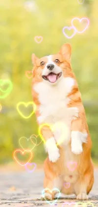 Dog Dog Breed Orange Live Wallpaper