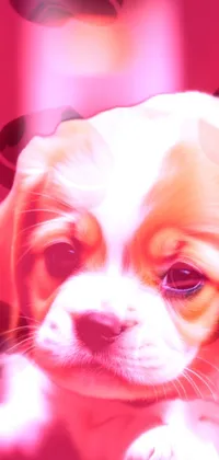 Dog Dog Breed Pink Live Wallpaper