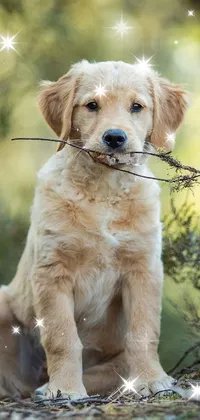 Dog Dog Breed Plant Live Wallpaper