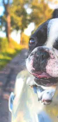 Do you love dogs? Then this cheerful live wallpaper of a pup sticking its head out of a car window will make your day