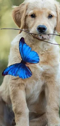Dog Dog Breed Pollinator Live Wallpaper