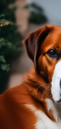 Dog Dog Breed Scent Hound Live Wallpaper