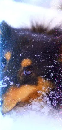 winter cute dog Live Wallpaper
