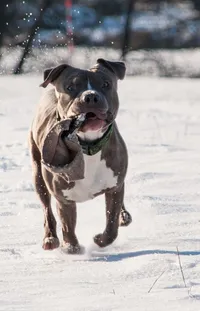 Dog Dog Breed Snow Live Wallpaper