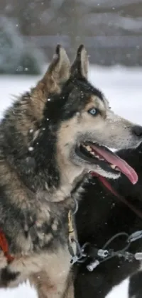 Dog Dog Breed Snow Live Wallpaper