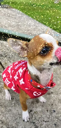 Dog Dog Breed Sunglasses Live Wallpaper