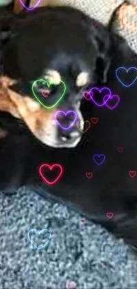 Dog Dog Breed Sunglasses Live Wallpaper