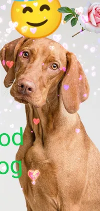 Dog Dog Breed Vertebrate Live Wallpaper