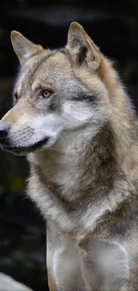 This live wallpaper features a striking portrait of a wolf standing on a rock, taken in a zoo