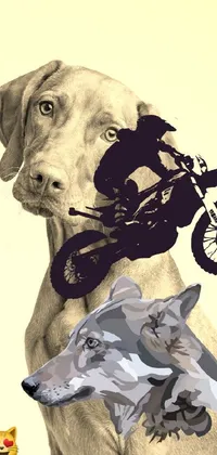Dog Dog Breed Working Animal Live Wallpaper