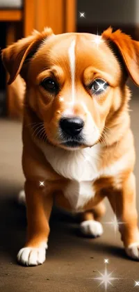 Dog Dog Breed Working Animal Live Wallpaper