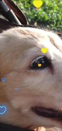 Dog Dog Breed Yellow Live Wallpaper