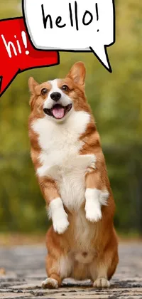 This live wallpaper showcases an adorable corgi standing on its hind legs with a cheeky smile and red lips