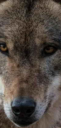 Experience the captivating beauty of wolves in stunning detail with this realistic phone live wallpaper