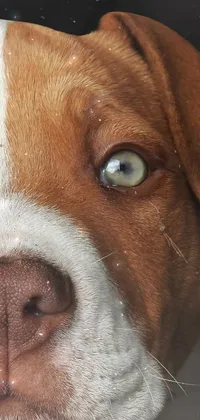 Dog Eye Carnivore Live Wallpaper