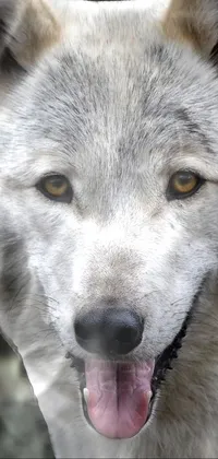 If you're a nature lover, you'll appreciate this captivating phone live wallpaper featuring a close up of a wolf's face and a forest backdrop