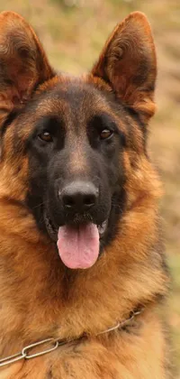 Dog Eye Dog Breed Live Wallpaper