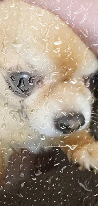 Dog Eye Dog Breed Live Wallpaper