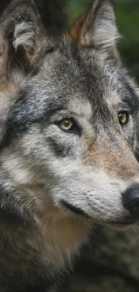 Beautiful Wolves  Live Wallpaper