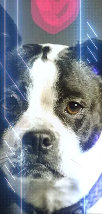 This live wallpaper showcases a stunning black and white dog with a red heart on its head