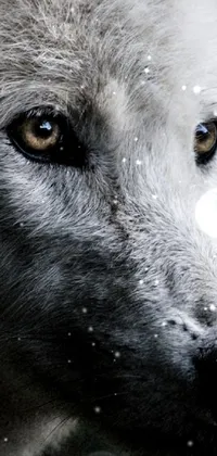 This live wallpaper features a close-up of a majestic white wolf observed through bars