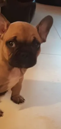 This phone live wallpaper displays an adorable French bulldog, with brown fur and pointed ears, sitting on a tiled floor