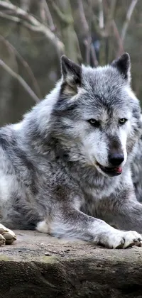 Dog Eye Dog Breed Live Wallpaper