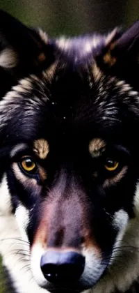 This phone wallpaper showcases a photorealistic image of a wolf's face in stunning detail with a blurry background