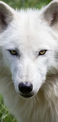 White Wolf Live Wallpaper