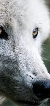 Dog Eye Dog Breed Live Wallpaper