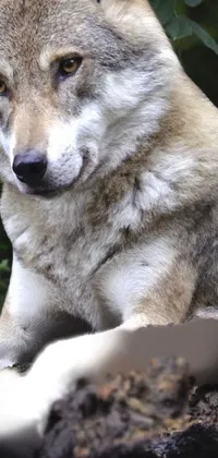 This phone live wallpaper boasts a captivating image of a wolf, perfect for nature enthusiasts