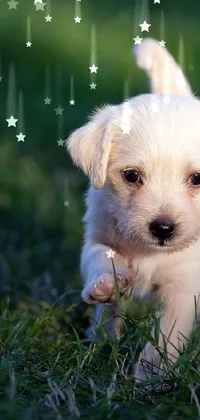 This dog live wallpaper is the perfect addition to any smartphone, featuring a charming and lively image of a small white dog on a lush green field