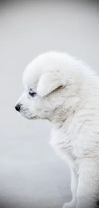 This mobile wallpaper showcases an adorable white puppy sitting on the ground in a minimalistic style