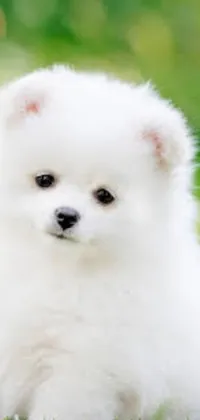This live wallpaper features a beautiful white dog in the middle of a lush green field