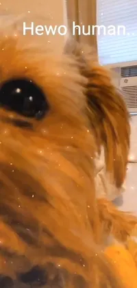 Dog Eyelash Dog Breed Live Wallpaper