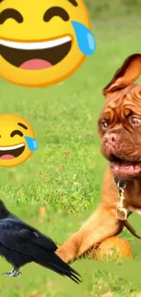 Dog Facial Expression Vertebrate Live Wallpaper