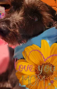 Dog Flower Dog Breed Live Wallpaper